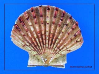 Pectenmaximusjacobeus