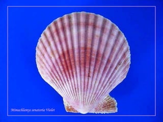 Mimachlamyssenatoria Violet