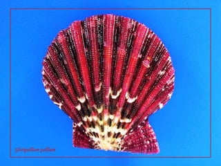 Gloripallium pallium