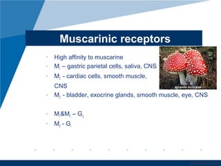www.company.com
Muscarinic receptors
• High affinity to muscarine
• M1 – gastric parietal cells, saliva, CNS
• M2 - cardiac cells, smooth muscle,
CNS
• M3 - bladder, exocrine glands, smooth muscle, eye, CNS
• M1&M3 – Gq
• M2 - Gi
Amanita muscaria
 