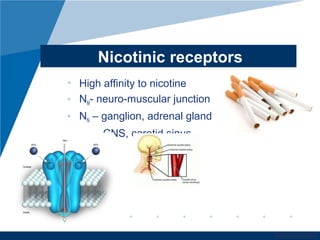 www.company.com
Nicotinic receptors
• High affinity to nicotine
• NM- neuro-muscular junction
• NN – ganglion, adrenal gland
CNS, carotid sinus
 