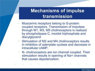 www.company.com
Mechanisms of impulse
transmission
• Muscarinic receptors belong to G-protein
coupled receptors. Transmission of impulses
through M1, M3, M5 cholinoceptors is realized
by phospholipase C, inositol triphosphate and
diacylglycerol
• Stimulation of M2 and M4 cholinoceptors results
in inhibition of adenylate cyclase and decrease in
intracellular cAMP.
• N- cholinoceptors are ion channel coupled. Their
stimulation results in opening of Na+ channels
that causes depolarization.
 