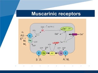 www.company.com
Muscarinic receptors
M1
M3
 