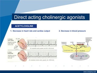 www.company.com
Direct acting cholinergic agonists
1. Decrease in heart rate and cardiac output 2. Decrease in blood pressure
ACETYLCHOLINE
 