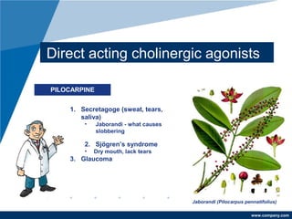 www.company.com
Direct acting cholinergic agonists
Jaborandi (Pilocarpus pennatifolius)
1. Secretagoge (sweat, tears,
saliva)
• Jaborandi - what causes
slobbering
2. Sjögren’s syndrome
• Dry mouth, lack tears
3. Glaucoma
PILOCARPINE
 