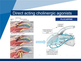 www.company.com
Direct acting cholinergic agonists
PILOCARPINE
 