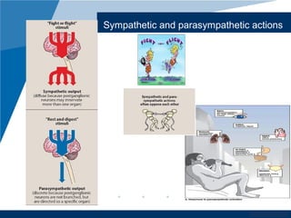 www.company.com
Sympathetic and parasympathetic actions
 