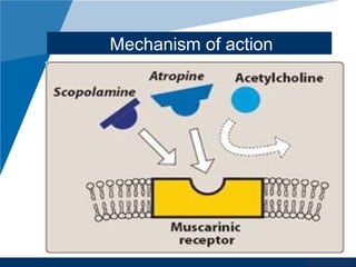 www.company.com
Mechanism of action
 