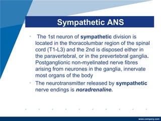 www.company.com
Sympathetic ANS
• The 1st neuron of sympathetic division is
located in the thoracolumbar region of the spinal
cord (T1-L3) and the 2nd is disposed either in
the paravertebral, or in the prevertebral ganglia.
Postganglionic non-myelinated nerve fibres
arising from neurones in the ganglia, innervate
most organs of the body
• The neurotransmitter released by sympathetic
nerve endings is noradrenaline.
 