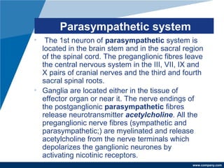 www.company.com
Parasympathetic system
• The 1st neuron of parasympathetic system is
located in the brain stem and in the sacral region
of the spinal cord. The preganglionic fibres leave
the central nervous system in the III, VII, IX and
X pairs of cranial nerves and the third and fourth
sacral spinal roots.
• Ganglia are located either in the tissue of
effector organ or near it. The nerve endings of
the postganglionic parasympathetic fibres
release neurotransmitter acetylcholine. All the
preganglionic nerve fibres (sympathetic and
parasympathetic;) are myelinated and release
acetylcholine from the nerve terminals which
depolarizes the ganglionic neurones by
activating nicotinic receptors.
 