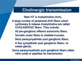 www.company.com
Cholinergic transmission
Main NT is Acetylcholine (Ach).Main NT is Acetylcholine (Ach).
A large number of peripheral ANS fibers whichA large number of peripheral ANS fibers which
synthesize & release Acetylcholine are calledsynthesize & release Acetylcholine are called
CHOLINERGIC fibers. They include:CHOLINERGIC fibers. They include:
• All pre-ganglionic efferent autonomic fibers.All pre-ganglionic efferent autonomic fibers.
• Somatic motor fibers to skeletal muscles.Somatic motor fibers to skeletal muscles.
• Most parasympathetic post ganglionic fibers.Most parasympathetic post ganglionic fibers.
• A few sympathetic post ganglionic fibers– toA few sympathetic post ganglionic fibers– to
sweat glands.sweat glands.
Some parasympathetic post ganglionic fibers utilizeSome parasympathetic post ganglionic fibers utilize
nitric oxide or peptides for transmission.nitric oxide or peptides for transmission.
 