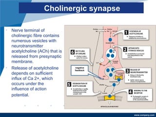 www.company.com
Cholinergic synapse
• Nerve terminal of
cholinergic fibre contains
numerous vesicles with
neurotransmitter
acetylcholine (ACh) that is
released from presynaptic
membrane.
• Release of acetylcholine
depends on sufficient
influx of Ca 2+, which
occurs under the
influence of action
potential.
negative
feedback
ATP
ATP
 