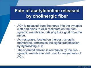 www.company.com
Fate of acetylcholine released
by cholinergic fiber
• ACh is released from the nerve into the synaptic
cleft and binds to ACh receptors on the post-
synaptic membrane, relaying the signal from the
nerve.
• Ach-esterase, located on the post-synaptic
membrane, terminates the signal transmission
by hydrolyzing ACh.
• The liberated choline is reuptaken by the pre-
synaptic membrane and used for resynthesis of
ACh.
 
