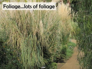 Foliage…lots of foliage