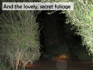 And the lovely, secret foliage