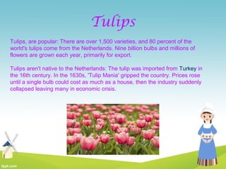 Tulips
Tulips, are popular: There are over 1,500 varieties, and 80 percent of the
world's tulips come from the Netherlands. Nine billion bulbs and millions of
flowers are grown each year, primarily for export.
Tulips aren't native to the Netherlands: The tulip was imported from Turkey in
the 16th century. In the 1630s, 'Tulip Mania' gripped the country. Prices rose
until a single bulb could cost as much as a house, then the industry suddenly
collapsed leaving many in economic crisis.
 