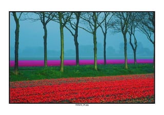 Holland_04.jpg
 