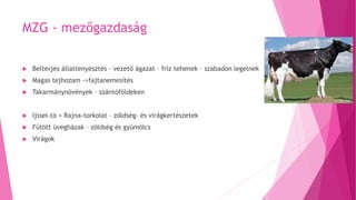 MZG - mezőgazdaság
 Belterjes állattenyésztés – vezető ágazat – fríz tehenek – szabadon legelnek
 Magas tejhozam ->fajtanemesítés
 Takarmánynövények – szántóföldeken
 Ijssel-tó + Rajna-torkolat – zöldség- és virágkertészetek
 Fűtött üvegházak – zöldség és gyümölcs
 Virágok
 