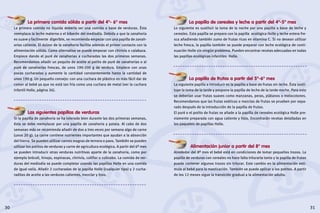 La papilla de cereales y leche a partir del 4º-5º mes
Lo siguiente es sustituir la toma de la noche por una papilla a base de leche y
cereales. Esta papilla se prepara con la papilla ecológica Holle y leche entera fre-
sca añadiendo también zumo de frutas ricas en vitamina C. Si no desean utilizar
leche fresca, la papilla también se puede preparar con leche ecológica de conti-
nuación Holle sin ningún problema. Pueden encontrar recetas adecuadas en todas
las papillas ecológicas infantiles Holle.
La papilla de frutas a partir del 5º-6º mes
La siguiente papilla a introducir es la papilla a base de frutas sin leche. Ésta susti-
tuye la toma de la tarde y pospone la papilla de leche de la tarde-noche. Para esto
se deberían usar frutas suaves como manzanas, peras, plátanos o melocotones.
Recomendamos que las frutas exóticas o mezclas de frutas se prueben por sepa-
rado después de la introducción de la papilla de frutas.
El puré o el potito de frutas se añade a la papilla de cereales ecológica Holle pre-
viamente preparada con agua caliente y listo. Encontrarán recetas detalladas en
los paquetes de papillas Holle.
Alimentación junior a partir del 8º mes
Alrededor del 8º mes el bebé está en condiciones de tomar pequeños trozos. La
papilla de verduras con cereales no hace falta triturarla tanto y la papilla de frutas
puede contener algunos trozos sin triturar. Este cambio en la alimentación esti-
mula al bebé para la masticación. También se puede aplicar a los potitos. A partir
de los 12 meses sigue la transición gradual a la alimentación adulta.
31
La primera comida sólida a partir del 4º- 6º mes
La primera comida no líquida debería ser una comida a base de verduras. Ésta
reemplaza la leche materna o el biberón del mediodía. Debido a que la zanahoria
es suave y facilmente digerible, se recomienda empezar con una papilla de zanah-
orias caliente. El dulzor de la zanahoria facilita además el primer contacto con la
alimentación sólida. Como alternativa se puede empezar con chirivía o calabaza.
Empiece dando el puré de zanahorias a cucharadas las dos primeras semanas.
Recomendamos añadir un poquito de aceite al potito de puré de zanahorias o al
puré de zanahorias frescas, de unos 190-200 g de verdura. Empiece con unas
pocas cucharadas y aumente la cantidad constantemente hasta la cantidad de
unos 190 g. Un pequeño consejo: con una cuchara de plástico es más fácil dar de
comer al bebé ya que no está tan fría como una cuchara de metal (ver la cuchara
infantil Holle, página 26).
Las siguientes papillas de verduras
Si la papilla de zanahoria se ha tolerado bien durante las dos primeras semanas,
ésta se debe reemplazar por una papilla de zanahoria y patata. Al cabo de dos
semanas más se recomienda añadir de dos a tres veces por semana algo de carne
(unos 20 g). La carne contiene nutrientes importantes que ayudan a la absorción
del hierro. Se pueden utilizar carnes magras de ternera o pavo. También se pueden
utilizar los potitos de verduras y carne de agricultura ecológica. A partir del 6º mes
se pueden introducir otras verduras nutritivas aparte de la zanahoria, como por
ejemplo brócoli, hinojo, espinacas, chirivía, coliflor o colinabo. La comida de ver-
duras del mediodía se puede completar usando las papillas Holle en una comida
de igual valía. Añadir 2 cucharadas de la papilla Holle (cualquier tipo) y 2 cucha-
raditas de aceite a las verduras calientes, mezclar y listo.
30
 