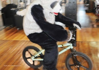 Panda antics in our Sydney studio.
 