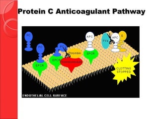 Protein C Anticoagulant PathwayProtein C Anticoagulant Pathway
 