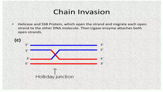 Holliday-Model-of-DNA-Recombination.pptx