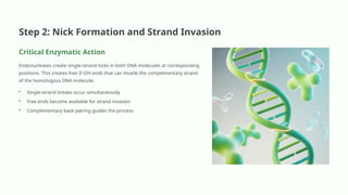 Strand Invasion Holliday-Model-of-DNA-Recombination.pptx