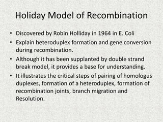 Holliday Model of DNA Recombination