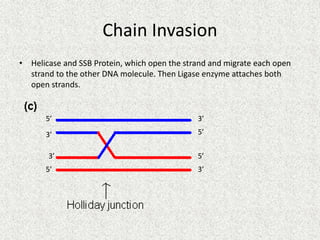 Holliday Model of DNA Recombination