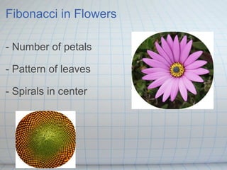 Fibonacci in Flowers - Number of petals - Pattern of leaves - Spirals in center