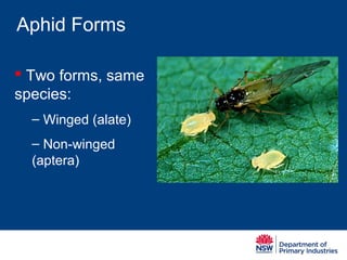 Jo Holloway Green peach aphid identification & lifecycle 2014-0805 | PPT