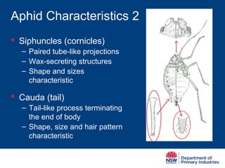 Jo Holloway Green peach aphid identification & lifecycle 2014-0805 | PPT