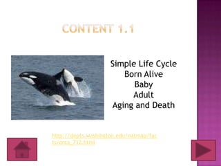 Simple Life Cycle
                        Born Alive
                           Baby
                          Adult
                     Aging and Death


http://depts.washington.edu/natmap/fac
ts/orca_712.html
 