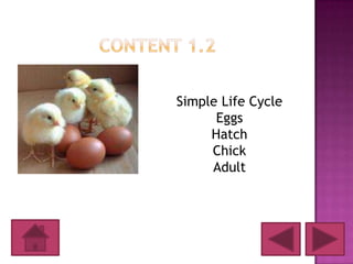 Simple Life Cycle
      Eggs
     Hatch
     Chick
     Adult
 
