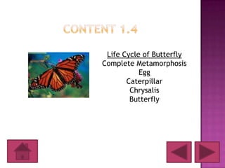 Life Cycle of Butterfly
Complete Metamorphosis
           Egg
       Caterpillar
        Chrysalis
        Butterfly
 