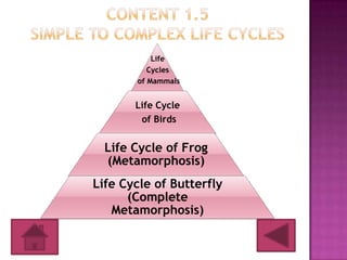 Life
          Cycles
       of Mammals


       Life Cycle
        of Birds


  Life Cycle of Frog
  (Metamorphosis)
Life Cycle of Butterfly
      (Complete
   Metamorphosis)
 