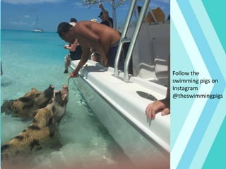 Follow the
swimming pigs on
Instagram
@theswimmingpigs
 