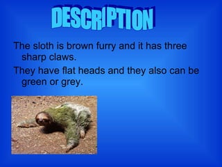 The sloth is brown furry and it has three sharp claws. They have flat heads and they also can be green or grey. DESCRIPTION