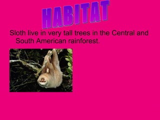 Sloth live in very tall trees in the Central and South American rainforest. HABITAT