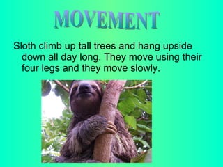 Sloth climb up tall trees and hang upside down all day long. They move using their four legs and they move slowly. MOVEMENT
