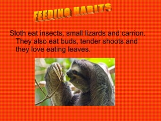Sloth eat insects, small lizards and carrion. They also eat buds, tender shoots and they love eating leaves. FEEDING HABITS