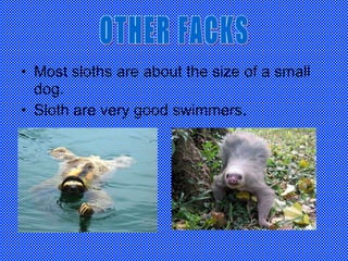 Most sloths are about the size of a small dog. Sloth are very good swimmers. OTHER FACKS