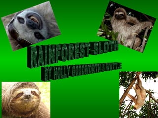 RAINFOREST SLOTH BY HOLLY GOODWORTH 5 WATTLE 