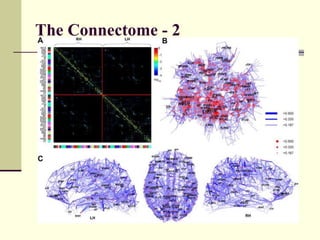 The Connectome - 2 Hagmann, et al., 2008,  PLoS Biology,  6:1479-1493. 