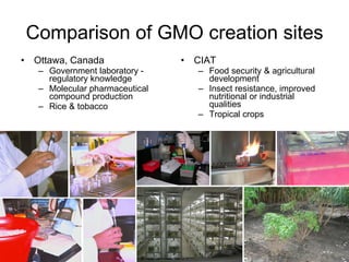 How is the scientific view of genetically modified plants different from the public’s?