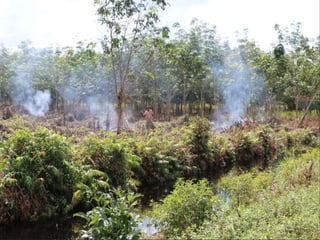 Burning issues: Global and local effects of indonesian haze