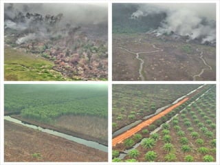 Burning issues: Global and local effects of indonesian haze