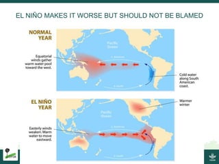 Burning issues: Global and local effects of indonesian haze