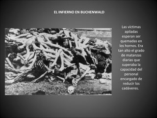     EL INFIERNO EN BUCHENWALD   Las víctimas apiladas esperan ser quemadas en los hornos. Era tan alto el grado de matanzas diarias que superaba la capacidad del personal encargado de reducir los cadáveres.   