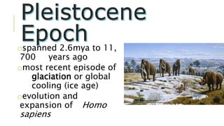 ospanned 2.6mya to 11,
700 years ago
omost recent episode of
glaciation or global
cooling (ice age)
oevolution and
expansion of Homo
sapiens
 